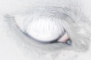 FO.CO – Exposing Contemporary Photography FO.CO – Exposing Contemporary Photography