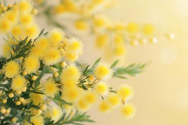 Non solo mimose. Parole e sguardi che costruiscono il futuro Non solo mimose. Parole e sguardi che costruiscono il futuro