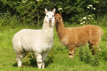 Festa di Primavera in Fattoria: Alpaca, Giochi e Natura