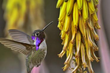 Nel cuore del selvaggio Nel cuore del selvaggio